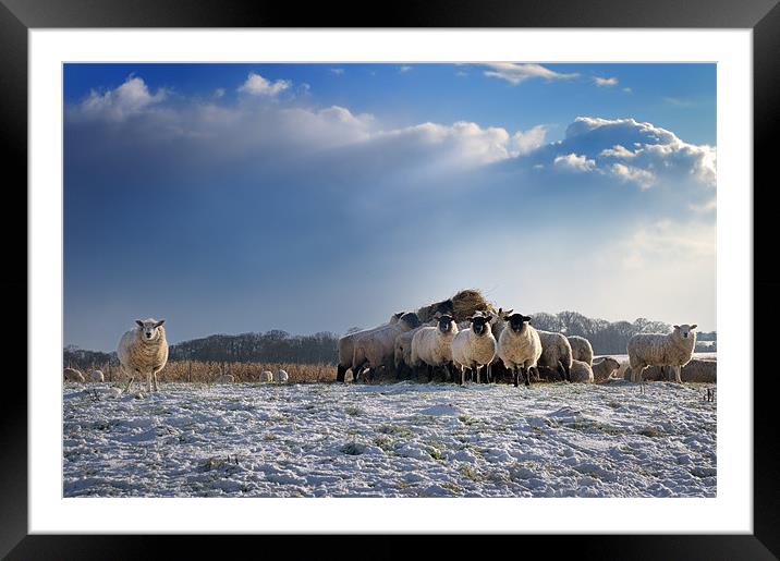 Sheep Show Framed Mounted Print by Stephen Mole