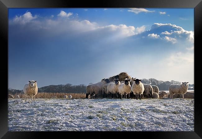 Sheep Show Framed Print by Stephen Mole