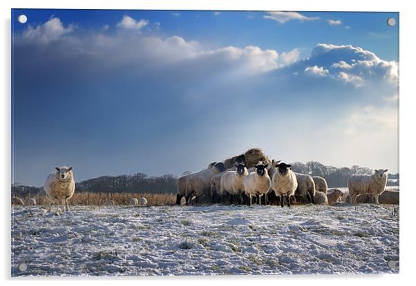 Sheep Show Acrylic by Stephen Mole