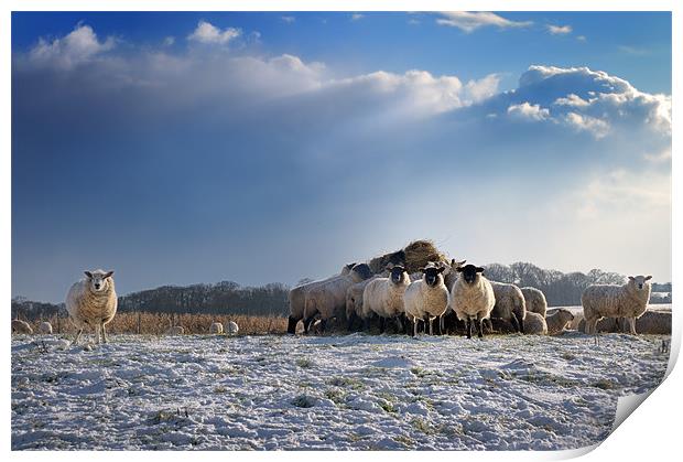 Sheep Show Print by Stephen Mole