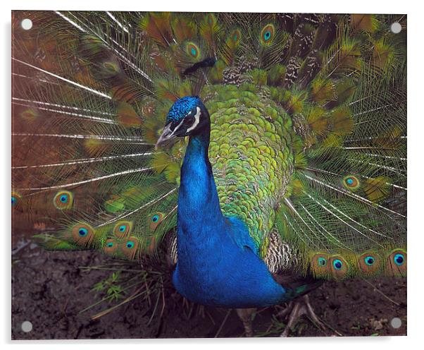 Peacock Acrylic by Victor Burnside