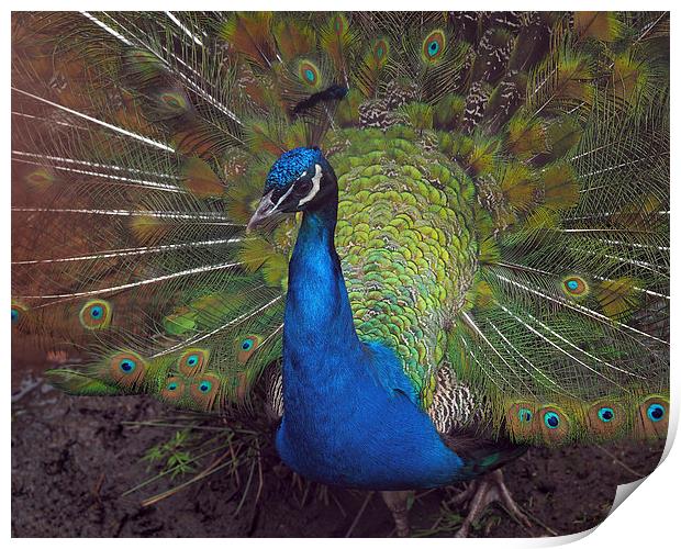 Peacock Print by Victor Burnside