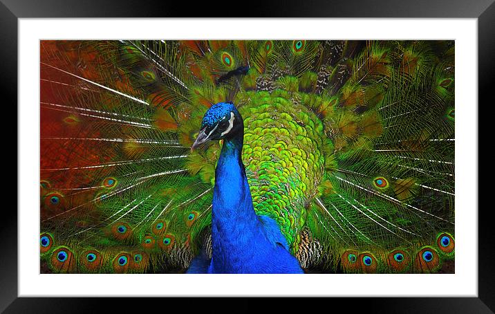 Peacock Framed Mounted Print by Victor Burnside