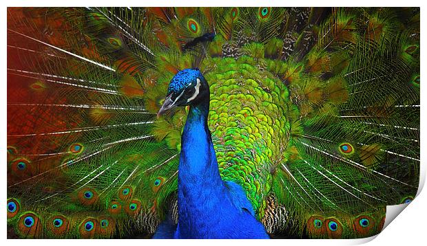 Peacock Print by Victor Burnside