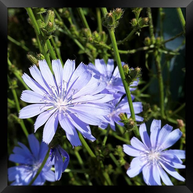  blue wildflowers Framed Print by Marinela Feier