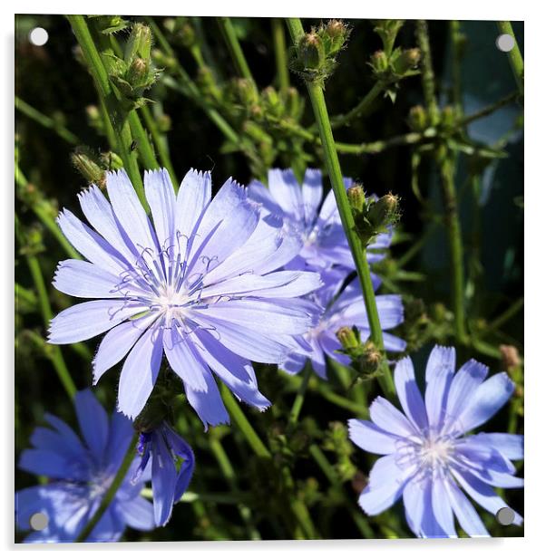  blue wildflowers Acrylic by Marinela Feier