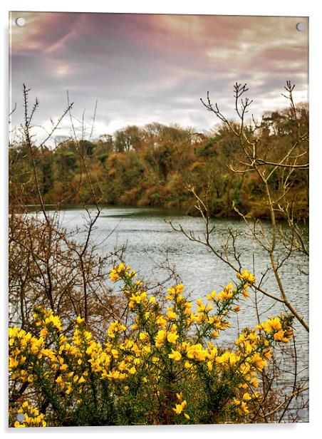Yellow Gorse, Bosherston, Pembrokeshire, Wales, UK Acrylic by Mark Llewellyn