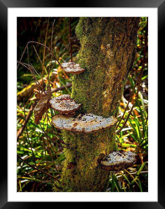 Tree Funghi Framed Mounted Print by Mark Llewellyn