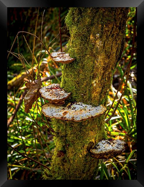 Tree Funghi Framed Print by Mark Llewellyn