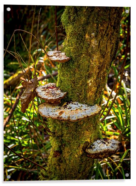 Tree Funghi Acrylic by Mark Llewellyn