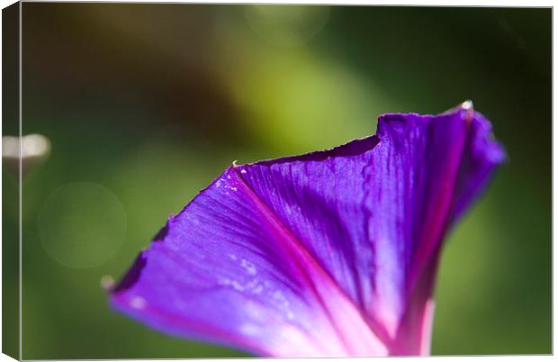  Ipomoea, morning glory. Canvas Print by Graham Light