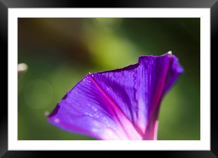  Ipomoea, morning glory. Framed Mounted Print by Graham Light