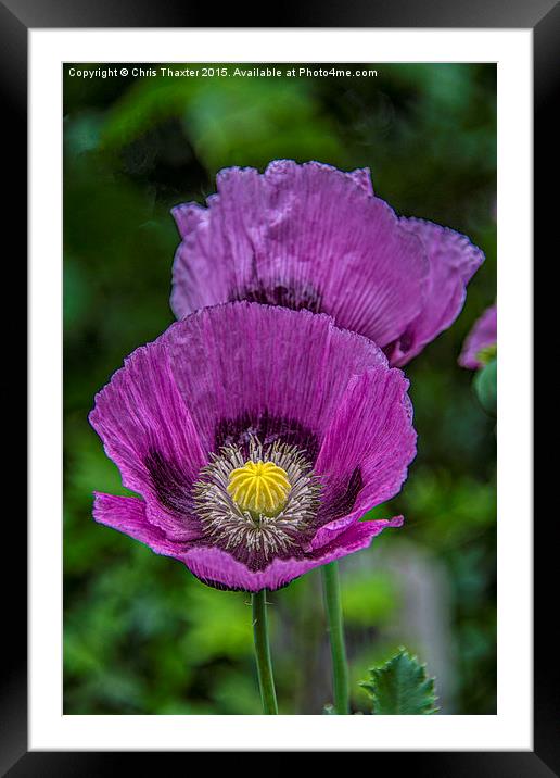  Lilac Poppy Framed Mounted Print by Chris Thaxter