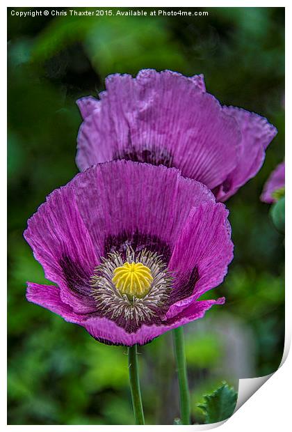  Lilac Poppy Print by Chris Thaxter