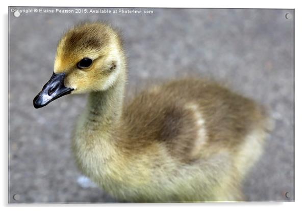  Canada goose gosling Acrylic by Elaine Pearson