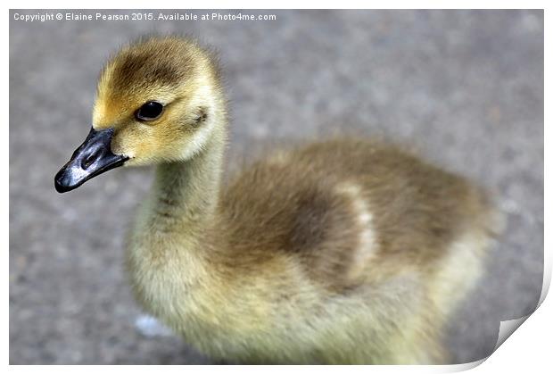  Canada goose gosling Print by Elaine Pearson