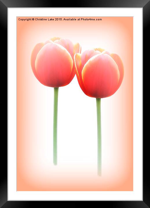  Tulip Dreams Framed Mounted Print by Christine Lake