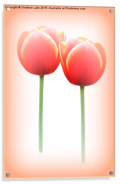  Tulip Dreams Acrylic by Christine Lake