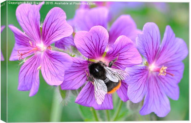  Bee on flowers Canvas Print by Rob Bradley