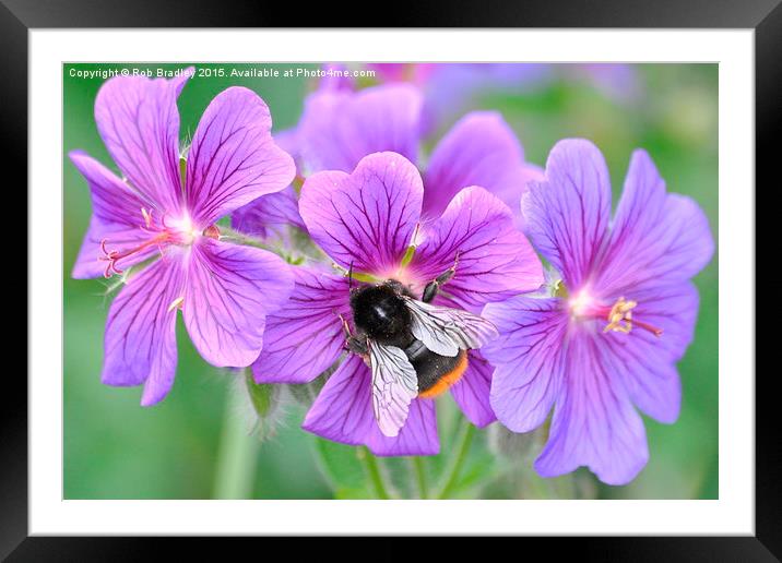  Bee on flowers Framed Mounted Print by Rob Bradley