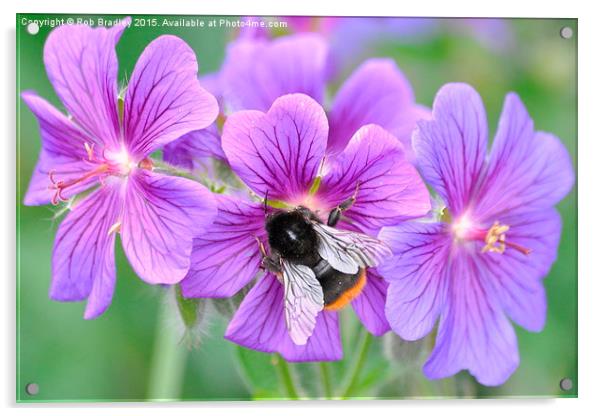  Bee on flowers Acrylic by Rob Bradley