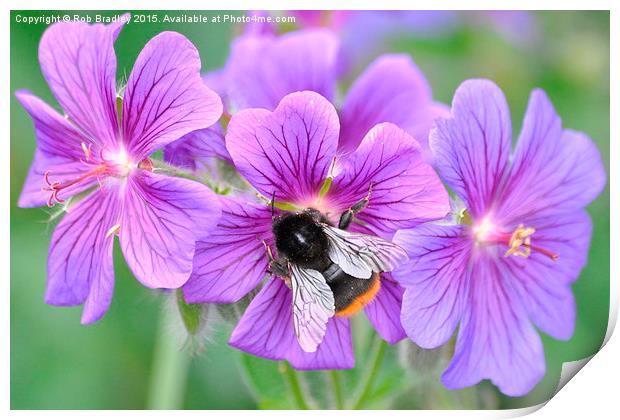 Bee on flowers Print by Rob Bradley
