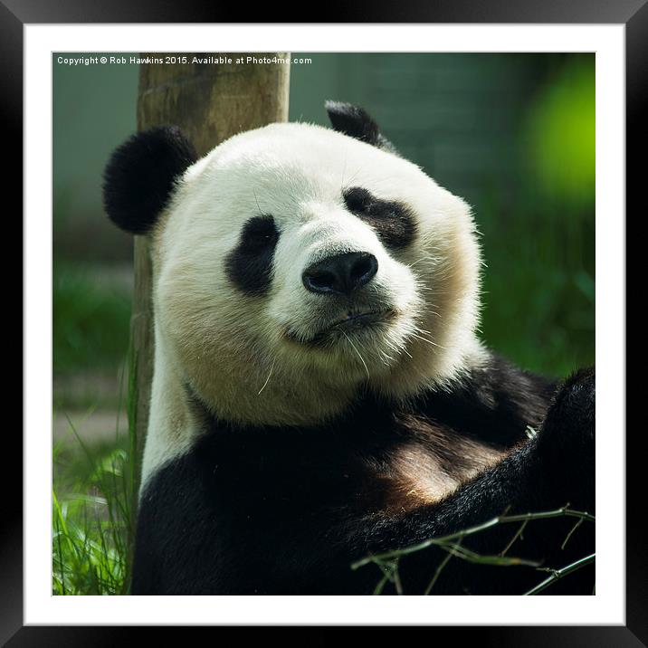  Sunshine the Panda  Framed Mounted Print by Rob Hawkins
