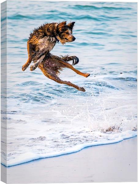  Kung fu Dog Canvas Print by Dean Merry