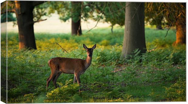  Deer Canvas Print by Inguna Plume