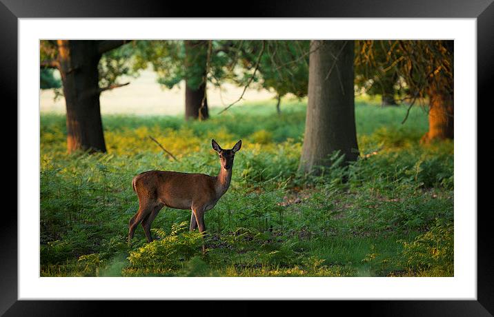  Deer Framed Mounted Print by Inguna Plume