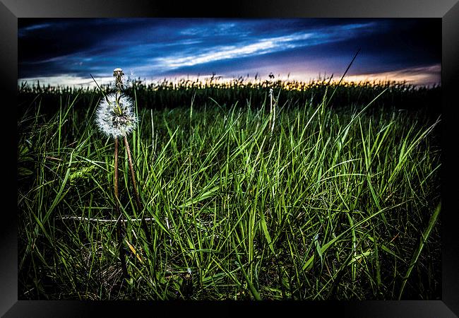  Dandelion Framed Print by Steven Shea