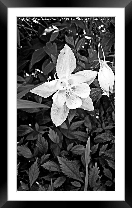  Bold Flower  Framed Mounted Print by Carrie-Anne Young