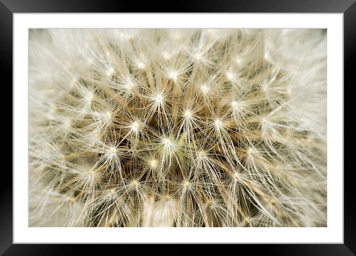  Dandelion Macro Framed Mounted Print by Dean Messenger