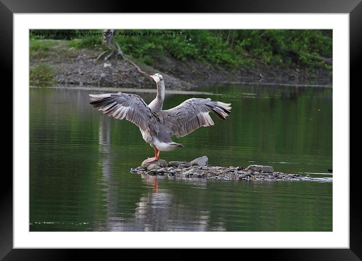  Wingspan Stretch Framed Mounted Print by Rebecca Hansen