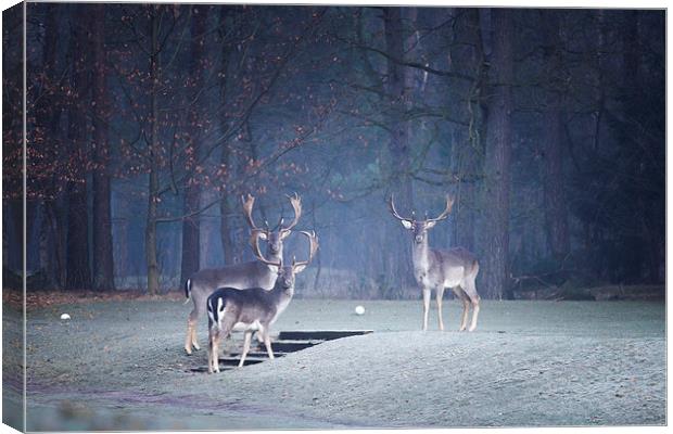  Stag Party Canvas Print by Chris Owen