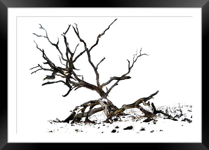 Bare and twisted Framed Mounted Print by Stephen Mole