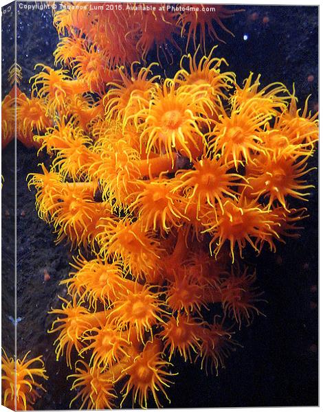   Orange Sea Anemone from Pacific Ocean Canvas Print by Terrance Lum