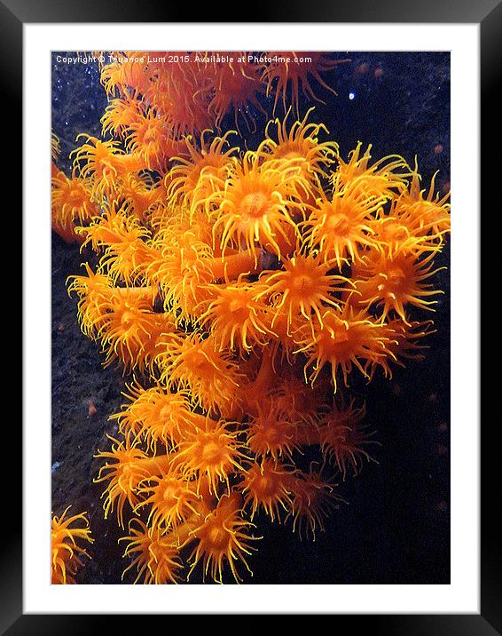   Orange Sea Anemone from Pacific Ocean Framed Mounted Print by Terrance Lum