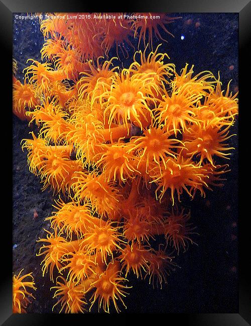   Orange Sea Anemone from Pacific Ocean Framed Print by Terrance Lum
