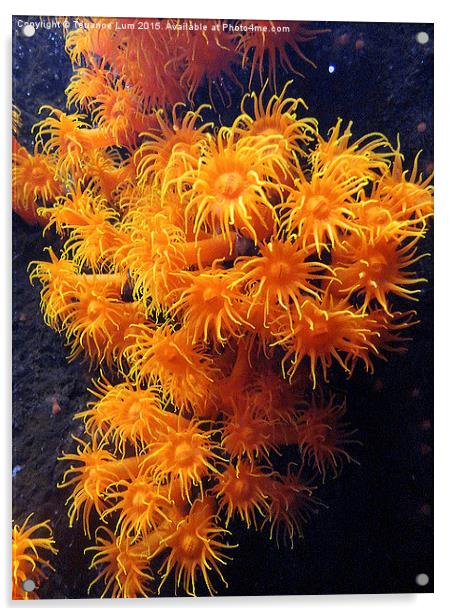   Orange Sea Anemone from Pacific Ocean Acrylic by Terrance Lum