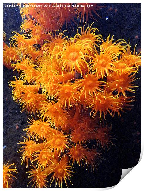  Orange Sea Anemone from Pacific Ocean Print by Terrance Lum