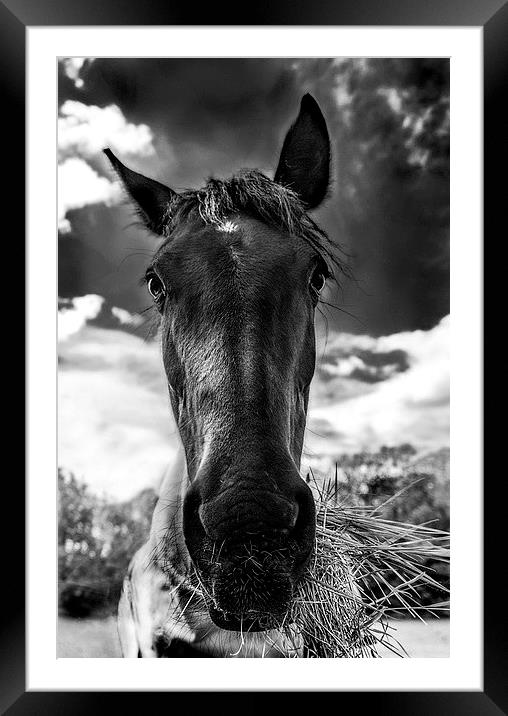  Why the long face? Framed Mounted Print by Jade Scott