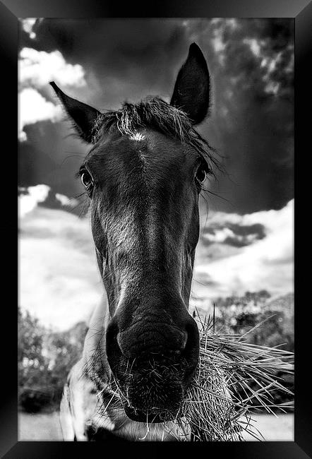  Why the long face? Framed Print by Jade Scott