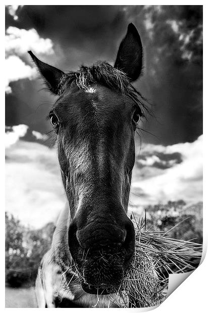  Why the long face? Print by Jade Scott