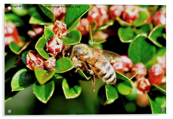  A busy bee on our cotoneaster herringbone. Acrylic by Frank Irwin