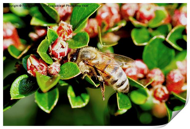  A busy bee on our cotoneaster herringbone. Print by Frank Irwin
