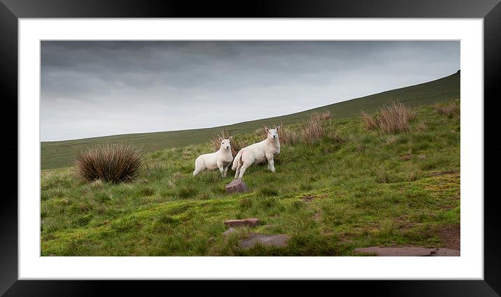  Welsh lambs in Brecon Framed Mounted Print by Leighton Collins