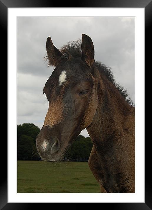 New Forest Pony Framed Mounted Print by Matt Curties