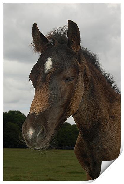 New Forest Pony Print by Matt Curties