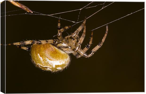 Orb-web spider Canvas Print by Gabor Pozsgai